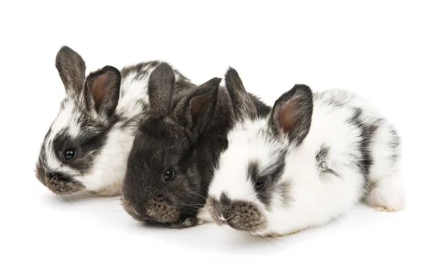 Schattige kleine konijnen — Stockfoto