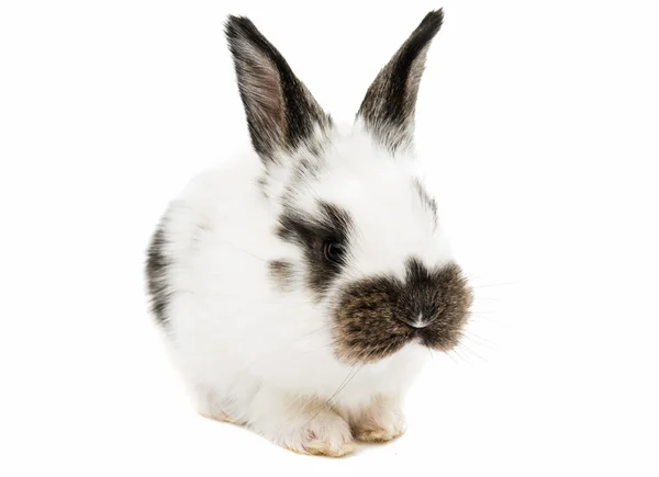 Weinig konijnen — Stockfoto
