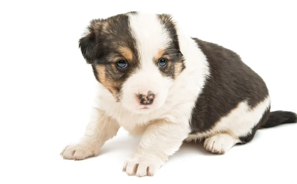 Lindo cachorro doméstico — Foto de Stock