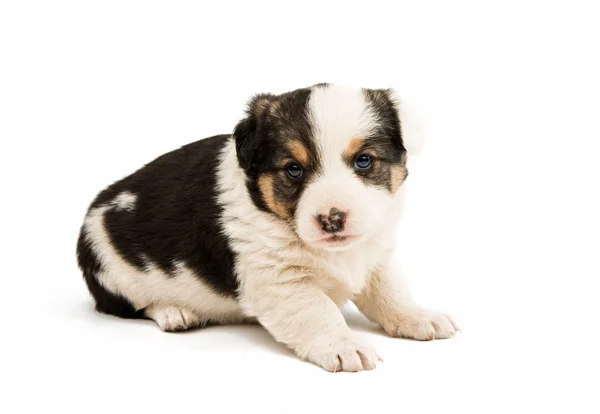 Cute domestic puppy — Stock Photo, Image