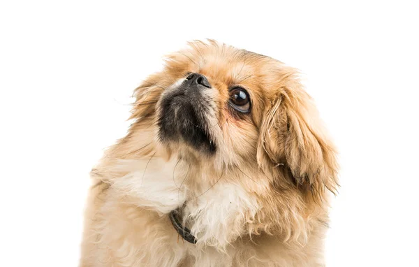 Söt pekingese porträtt — Stockfoto