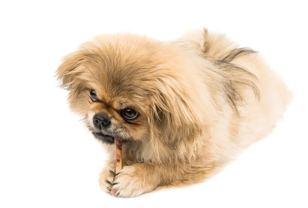Είδος μικρού σκύλου τρώει οστών — Φωτογραφία Αρχείου
