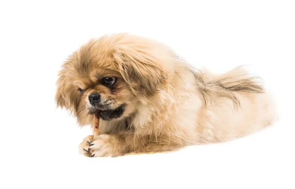 Niedliches Pekinese-Porträt — Stockfoto