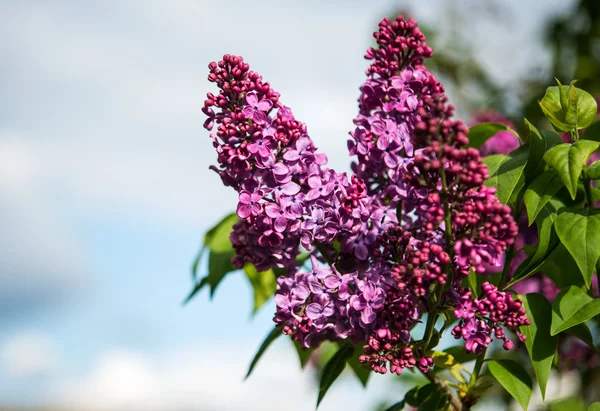 Lilac branch against the blue sky — Stock Photo, Image