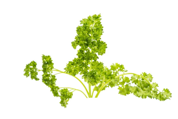 Zelené listy petržele — Stock fotografie