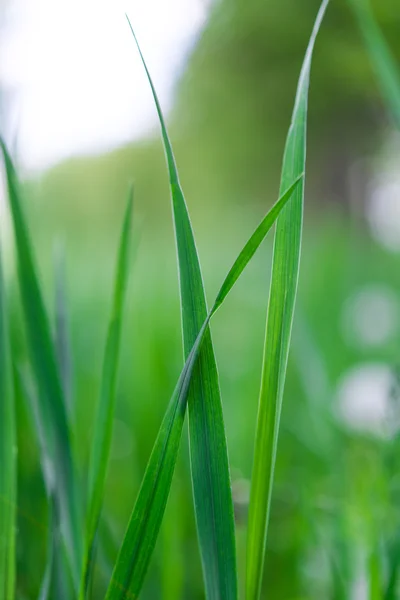 緑の草の背景 — ストック写真