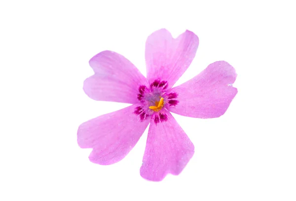 Flores de Phlox — Foto de Stock