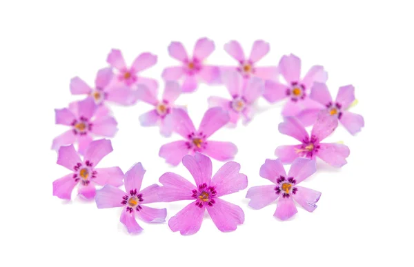 Flores de flóx rosa —  Fotos de Stock