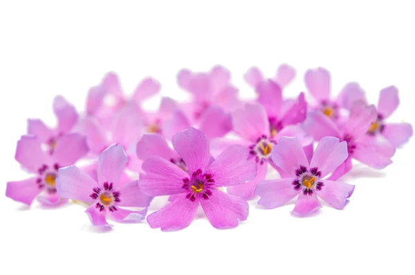 Flores de flóx rosa —  Fotos de Stock
