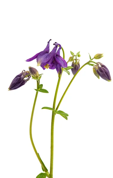 Aquilegia flor isolada — Fotografia de Stock