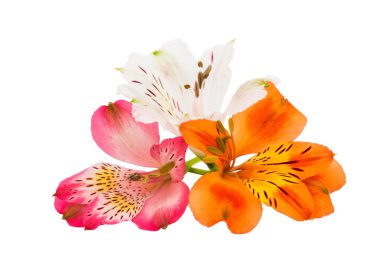 alstroemeria 