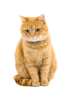 Tatlı kızıl kedi.