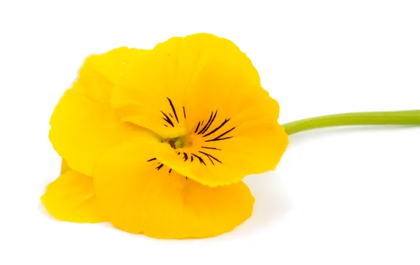 Yellow pansy flower — Stock Photo, Image