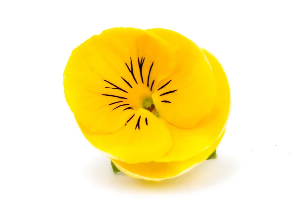 黄三色紫罗兰花 — 图库照片