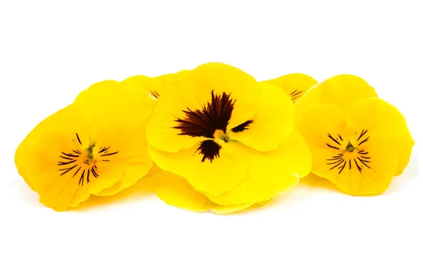 Yellow pansies — Stock Photo, Image