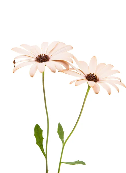 Osteospermum 雏菊花 — 图库照片