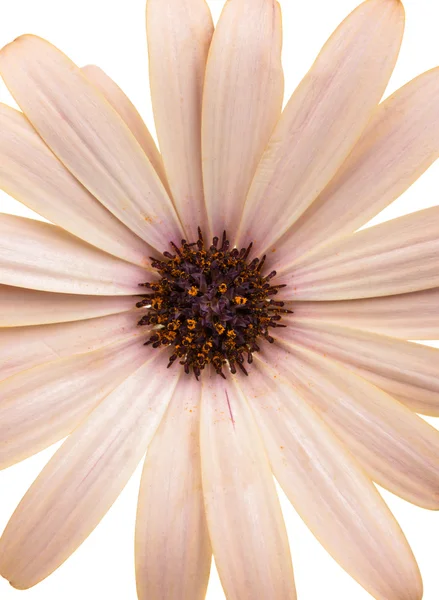 Osteospermum Daisy o Cape Daisy Flower —  Fotos de Stock