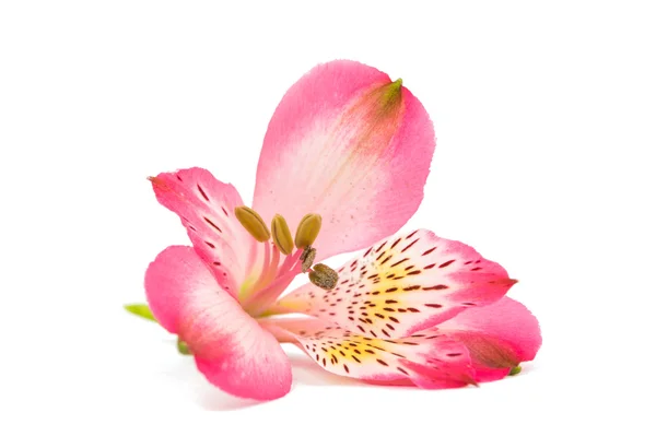 Pink alstroemeria flower — Stock Photo, Image