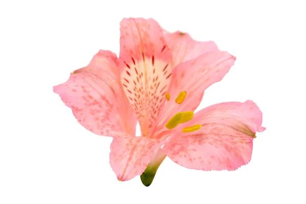 Roze alstroemeria bloem — Stockfoto