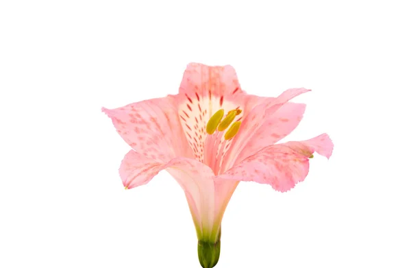 Rosa flor de la alstroemeria — Foto de Stock