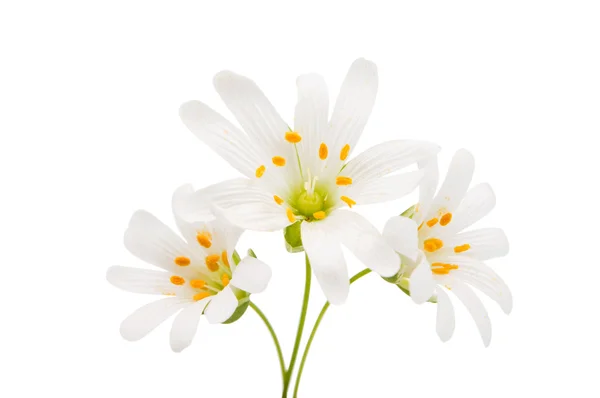 Beautiful white flowers — Stock Photo, Image