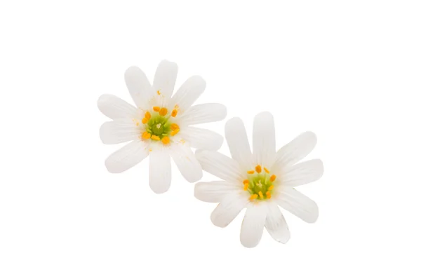 Gyönyörű fehér virágok — Stock Fotó