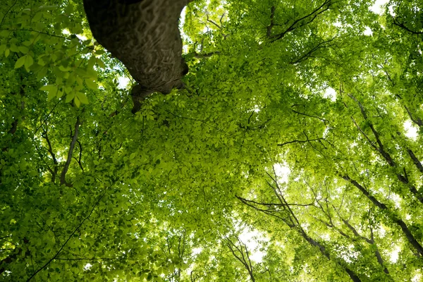 Coronas de árboles en primavera — Foto de Stock