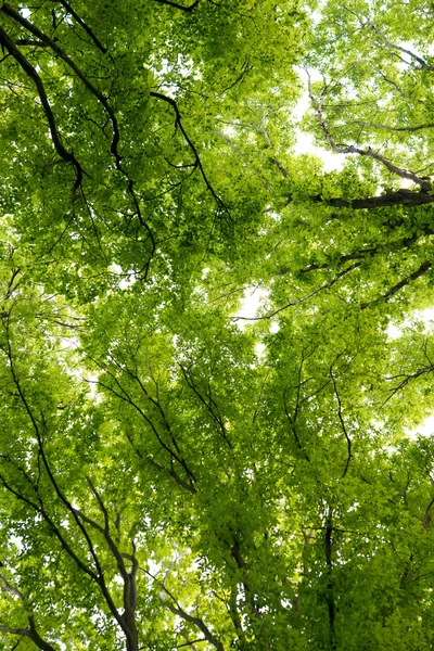 Tree crowns in spring — Stock Photo, Image