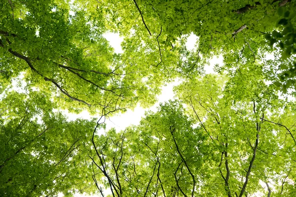 Koruny stromů na jaře — Stock fotografie