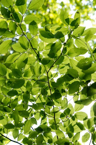 Tree crowns in spring — Stock Photo, Image