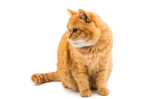 Симпатичная рыжая кошка — стоковое фото