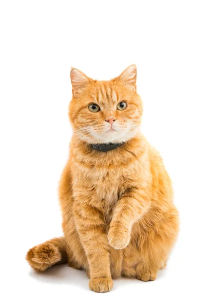 Cute ginger cat — Stock Photo, Image