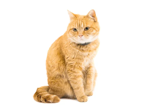Tatlı kızıl kedi. — Stok fotoğraf