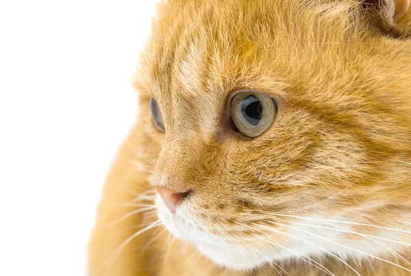 Gato de gengibre bonito — Fotografia de Stock