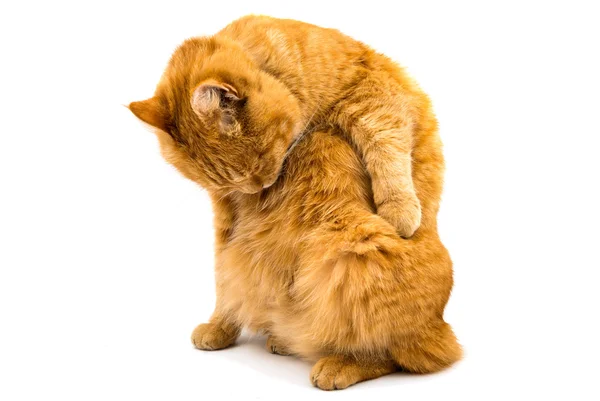 Cute ginger cat — Stock Photo, Image