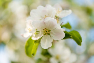 çiçekli elma ağacı