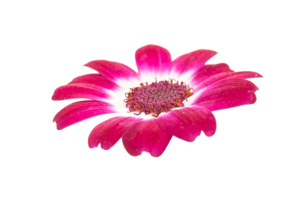 Small beautiful flowers — Stock Photo, Image