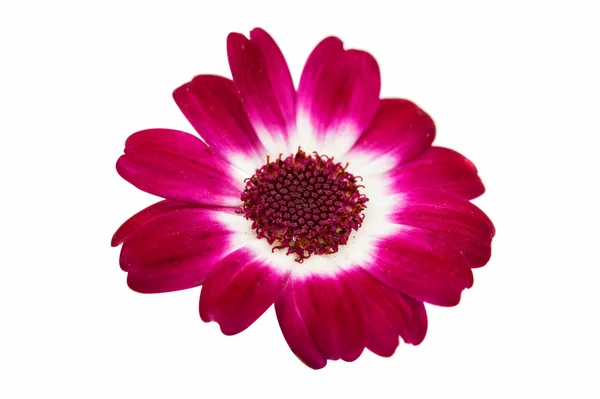 Pequeñas flores hermosas —  Fotos de Stock