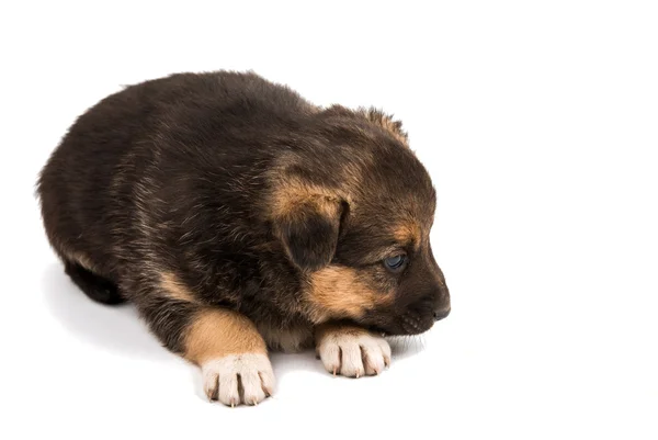 Cute domestic puppy — Stock Photo, Image