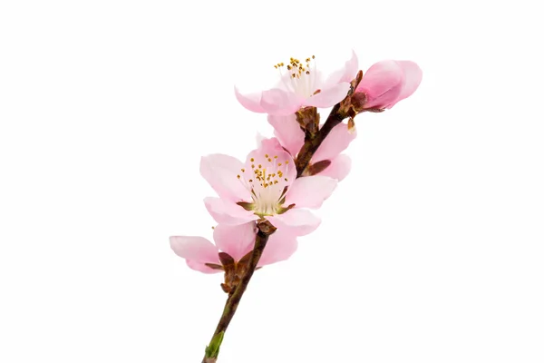 Flores de cereja rosa — Fotografia de Stock