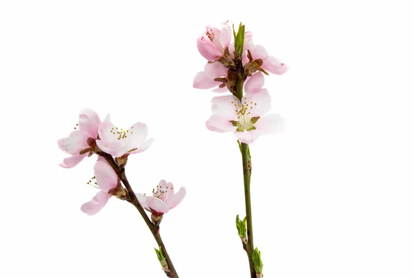 Pink cherry blossoms — Stock Photo, Image