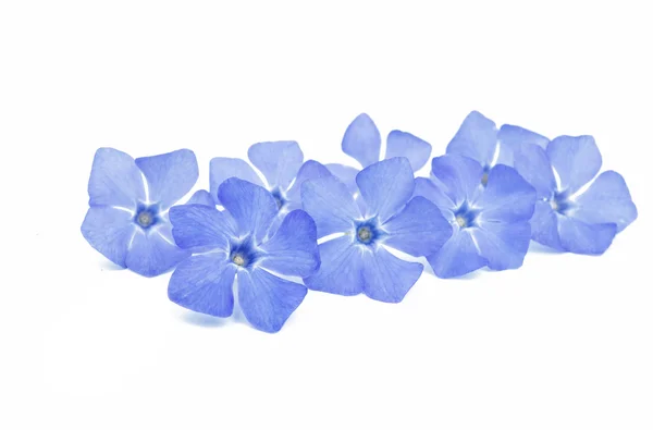 Flores azul periwinkle — Fotografia de Stock