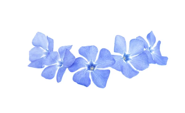 Fiori di pervinca blu — Foto Stock