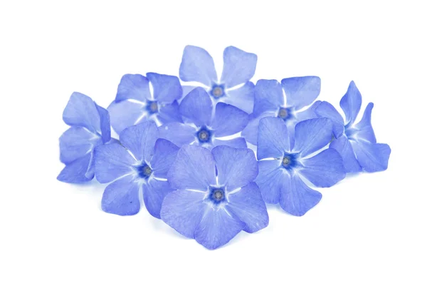 Blå periwinkle blommor — Stockfoto