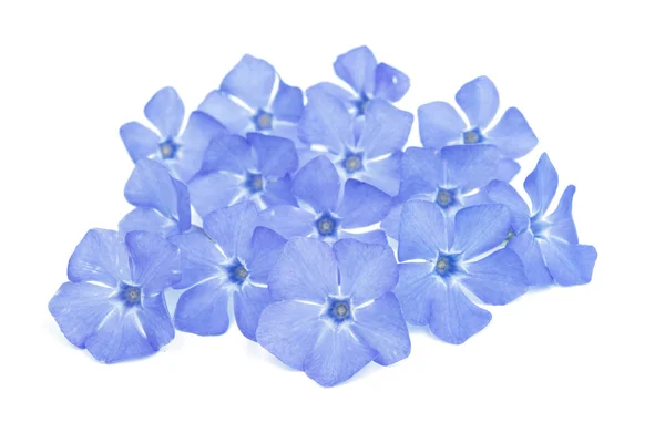 Blå periwinkle blommor — Stockfoto