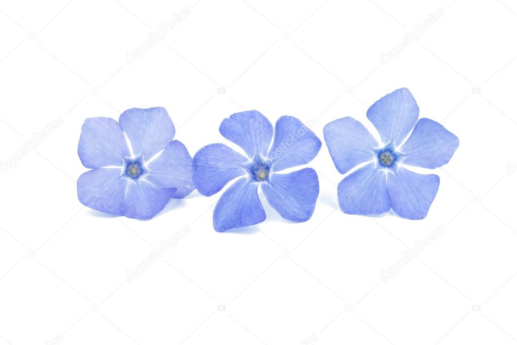 Blue periwinkle flowers