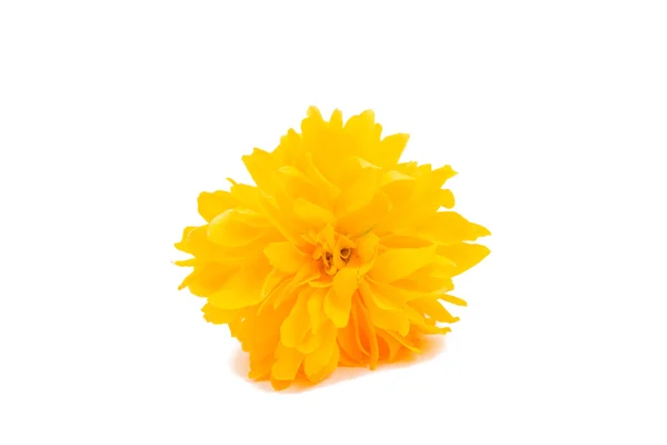 Yellow flower — Stock Photo, Image