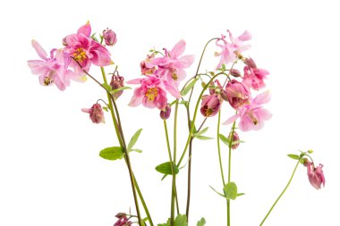 izole aquilegia çiçek 