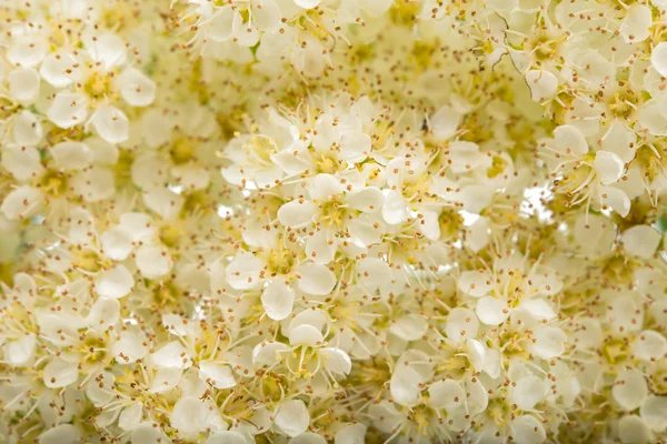 Άσπρα λουλούδια του δέντρου rowan. — Φωτογραφία Αρχείου