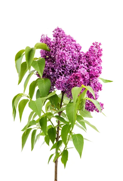 Lilac flowers — Stock Photo, Image